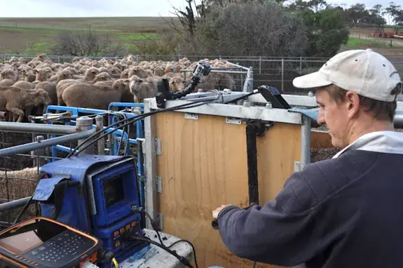 Ewe Pregnancy Scanning